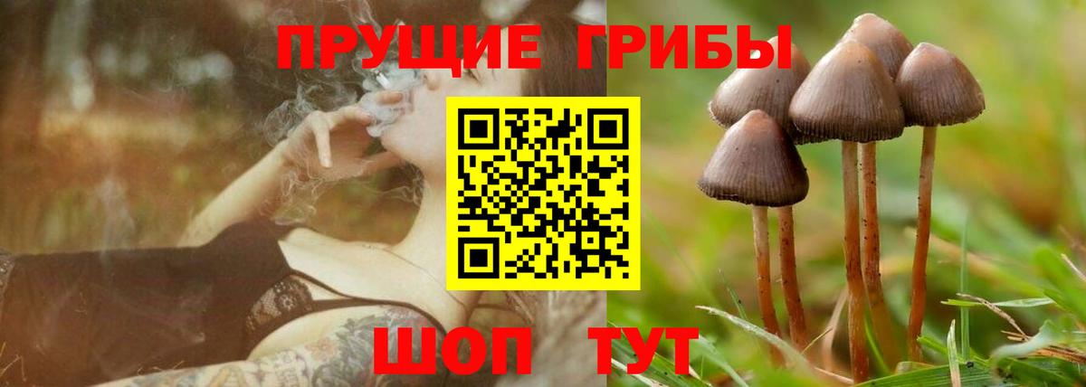 Дальнегорск  Псилоцибиновые грибы Psilocybine cubensis  Вход с VPN  Псилоцибиновые грибы Psilocybine cubensis 
